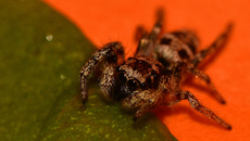 Springspinne (10).jpg